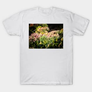 Bees On Sedum Flower 3 T-Shirt